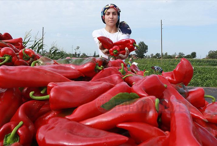 Bafra Ovası'nın kırmızı biberleri tarlada alıcı buluyor