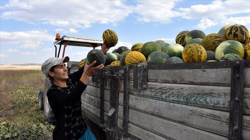 Kavun tarlasından Avrupa Şampiyonlığına