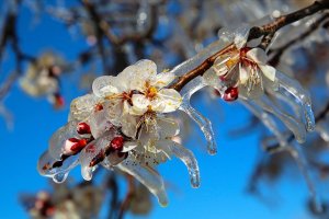 Meteorolojiden uyarı: kar yağışı ve zirai don bekleniyor