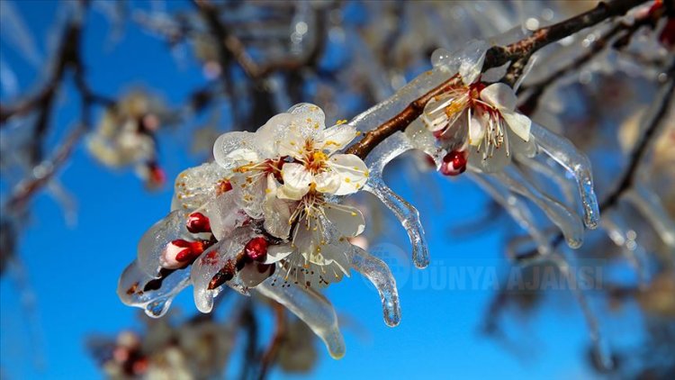 Meteorolojiden uyarı: kar yağışı ve zirai don bekleniyor