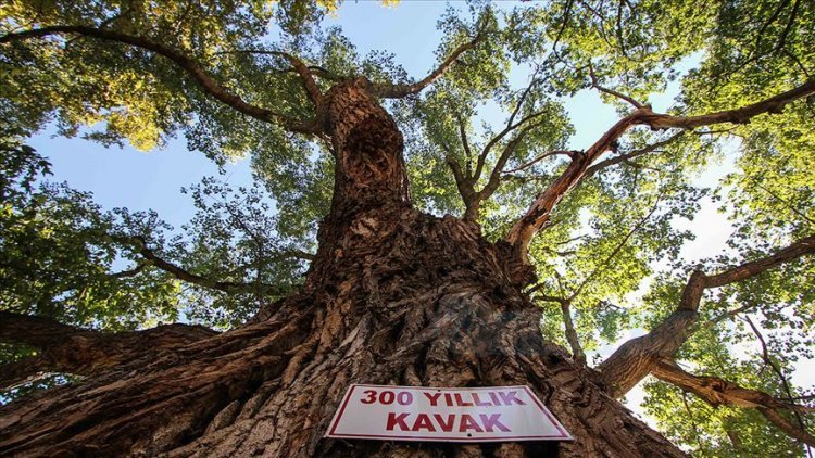 300 Yıllık kavak ağacı yıllara meydan okuyor 