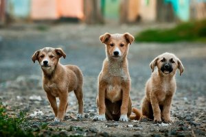  Hindistan'da eyalet hükümetinin kararı ile köpek eti satışı yasaklandı