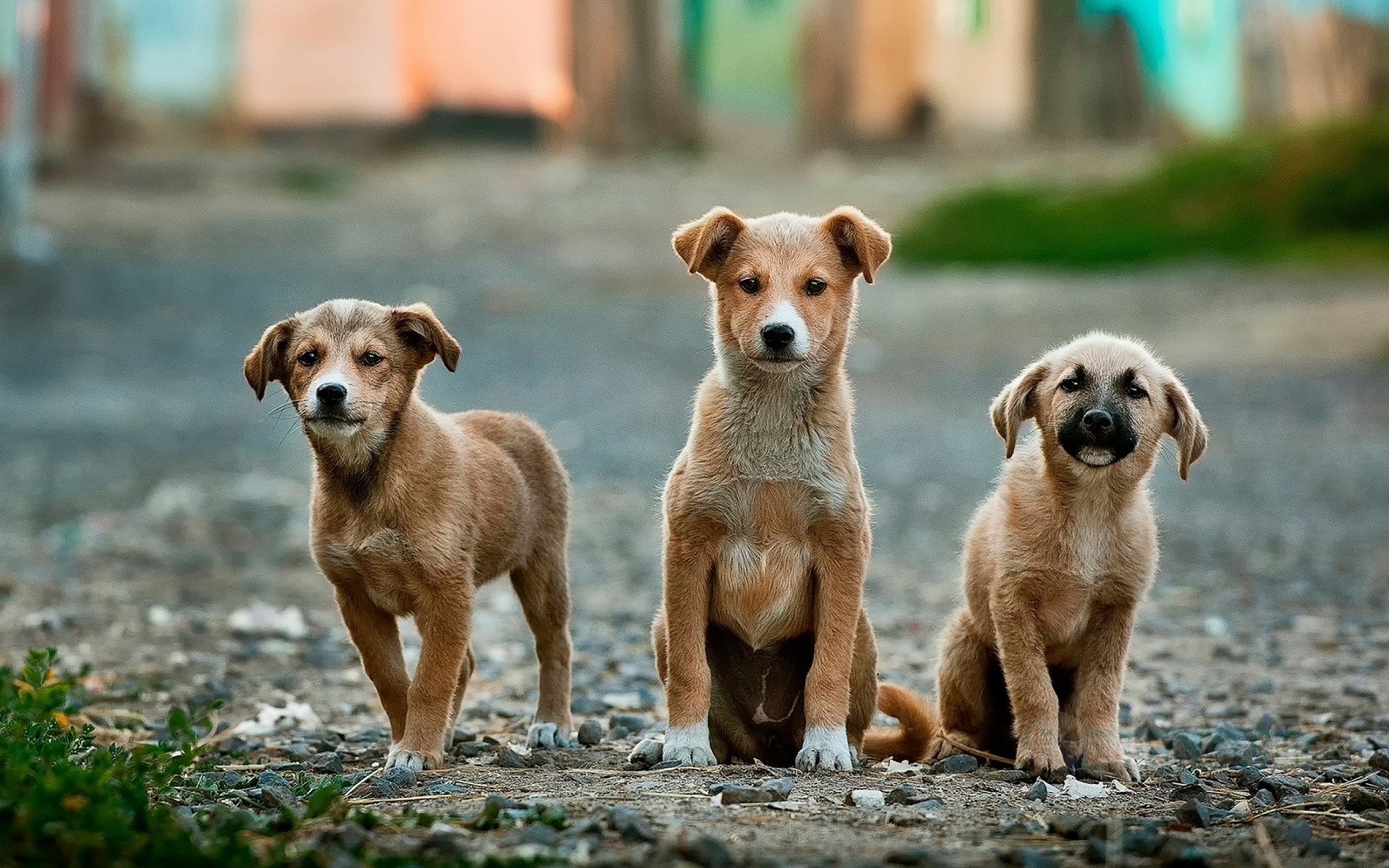  Hindistan'da eyalet hükümetinin kararı ile köpek eti satışı yasaklandı