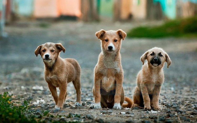  Hindistan'da eyalet hükümetinin kararı ile köpek eti satışı yasaklandı