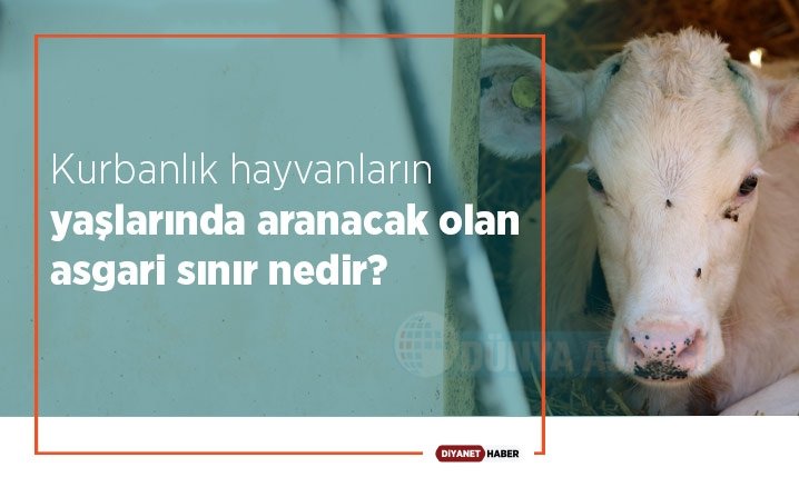 Kurbanlık hayvanların yaşlarında aranacak olan asgari sınır nedir?