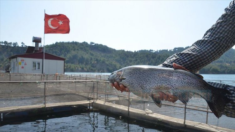 Şehrin denizi yok ama milyon dolarlık balık ihracatı yapıyor