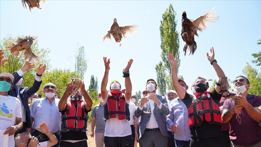 Tokat'ta 'kene avcısı' bin keklik ve sülün doğaya bırakıldı