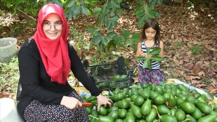 'Avokadocu Ayşe'nin temizlikçilikten patronluğa uzanan başarısı