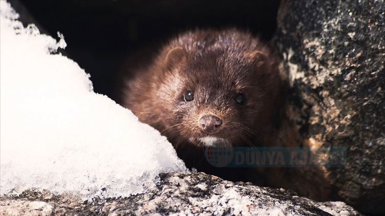 Danimarka'da 17 milyon vizonun itlaf tartışması