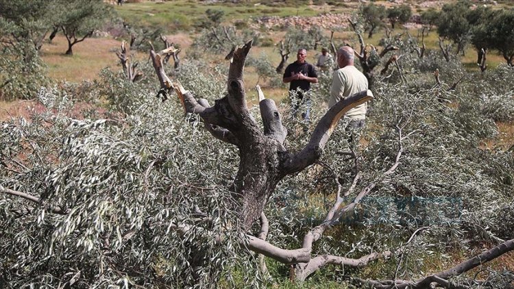 Batı Şeria'da İsrailli yasa dışı yerleşimciler zeytin ağaçlarını kesiyor