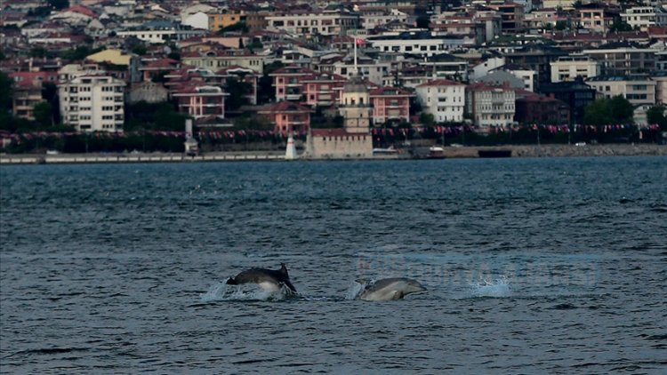 'Hamsinin azalmasının nedeni yunuslar değil insan kaynaklıdır'