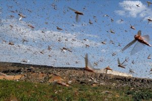 Tanzanya çekirge sürülerinin istilasıyla karşı karşıya