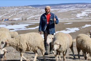 Sevdiği işi yapmak için avukatlık yerine çobanlığı tercih etti