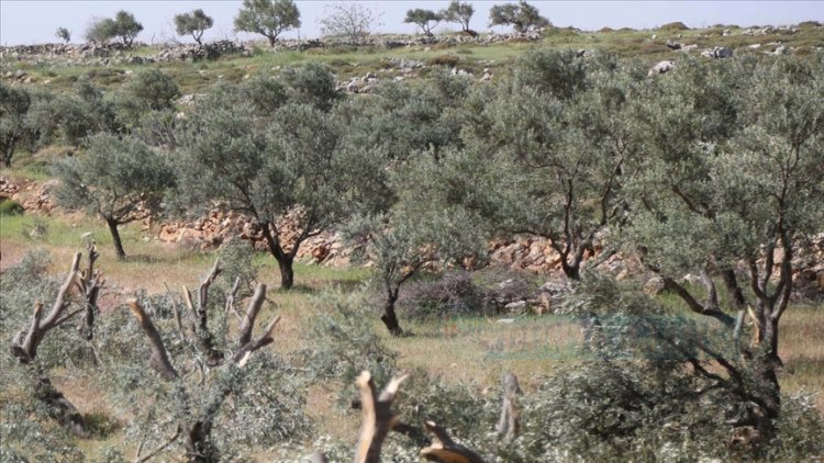 Yahudi yerleşimciler Filistinlilere ait zeytin ağaçlarını söktü