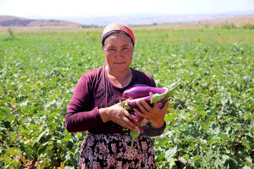 Dededen toruna kalan 6 asırlık lezzet: Ayhan patlıcanı