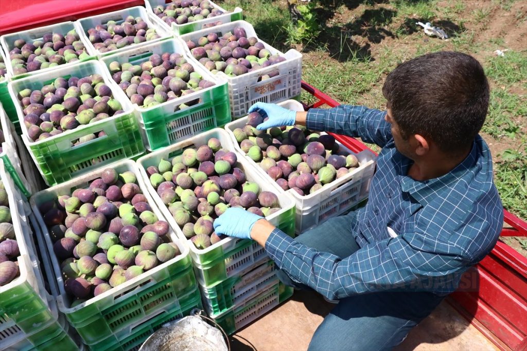 "Bursa'nın siyah inciri" dalından raflara yolculuğu başladı