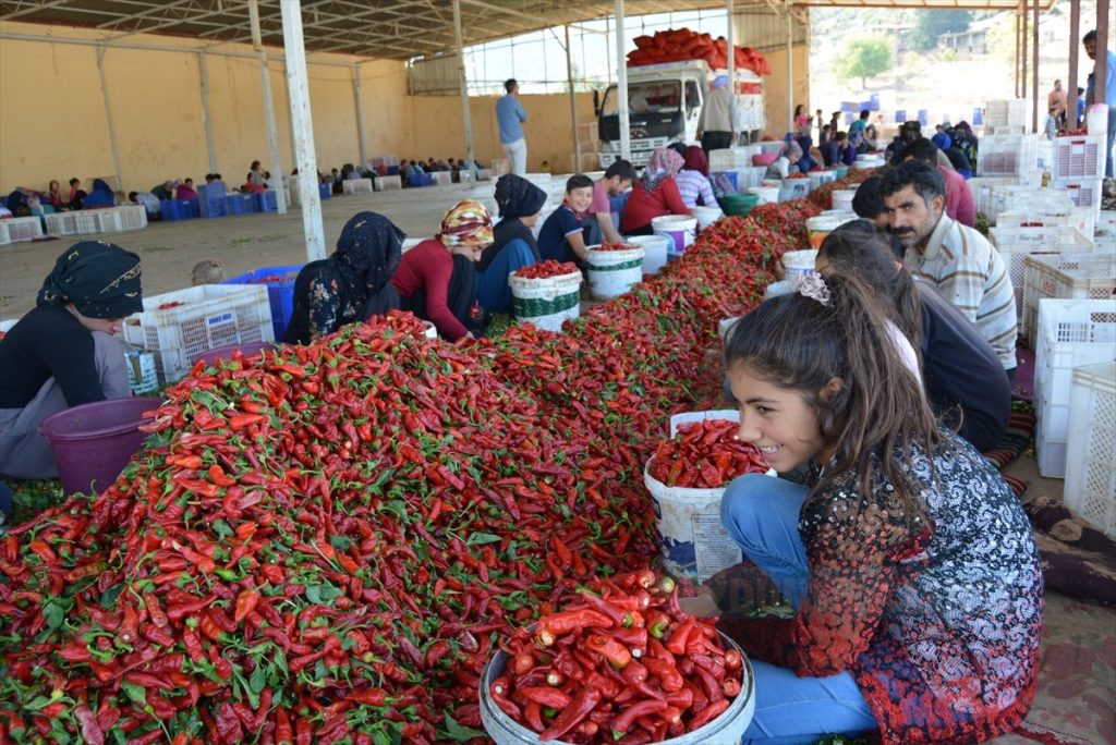 Türkiye'nin "biberi" 91 ülkeye ihraç edildi