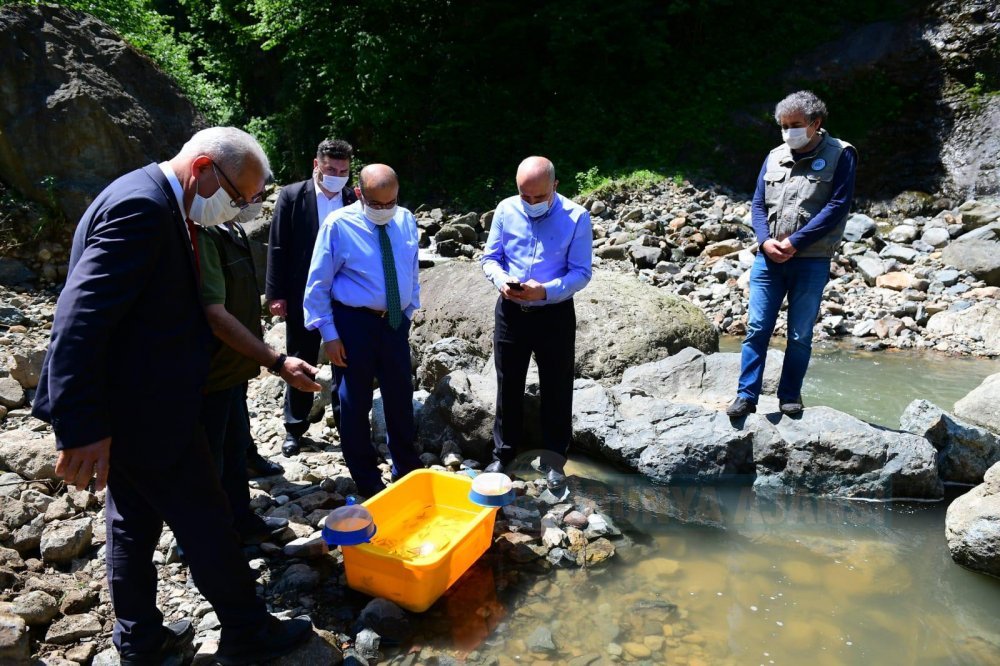 Trabzon Köprübaşı Deresi’ne 6 bin kırmızı benekli alabalık yavrusu bırakıldı