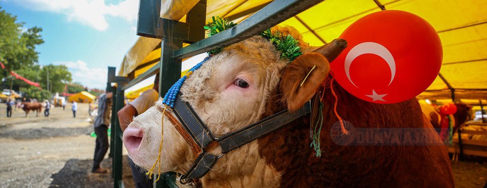 En güzel kurbanlık 1 ton 300 kiloluk Bora