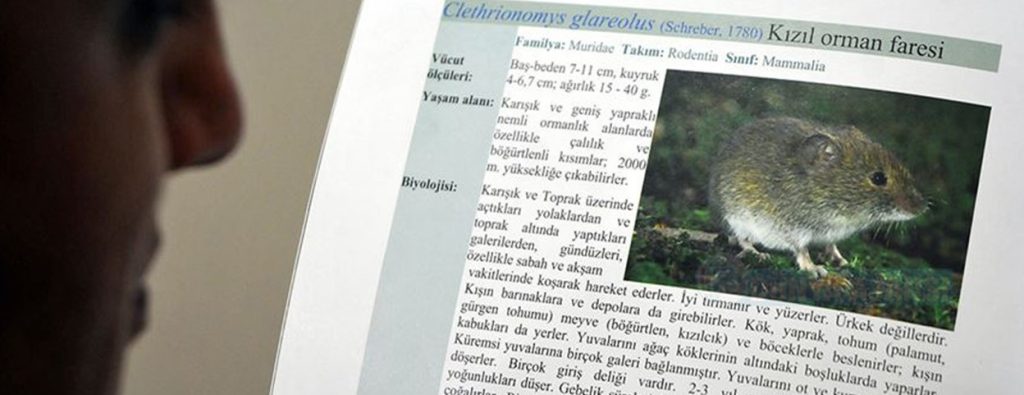 Çin'de 'hantavirüs'ten bir kişinin ölmesi salgın endişesine neden oldu