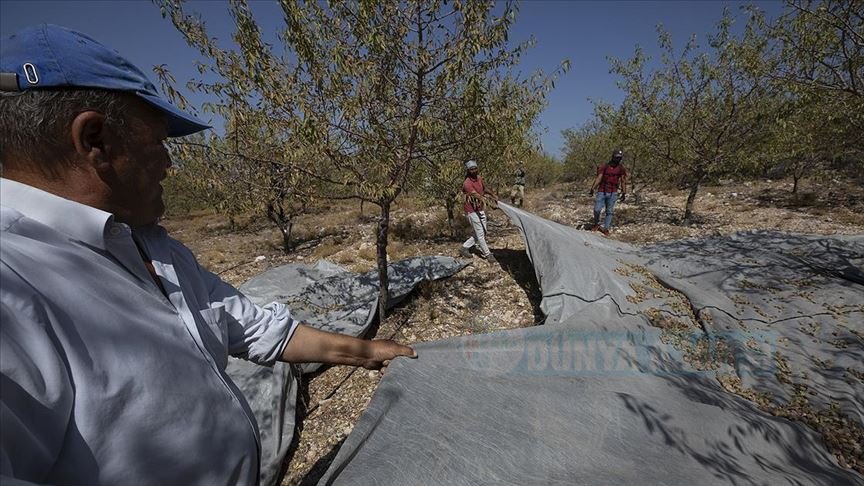 Çeşme'de 'badem' için hasat zamanı