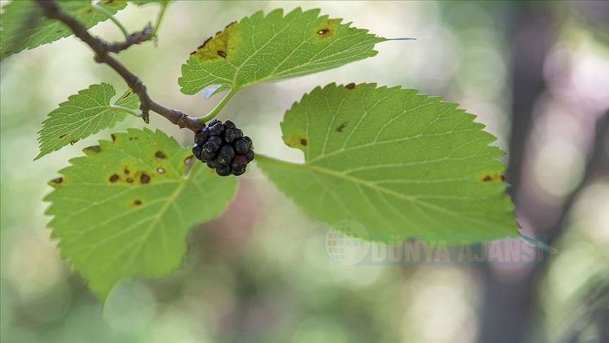 Her derde deva: Karadeniz Karadutun Pekmezi