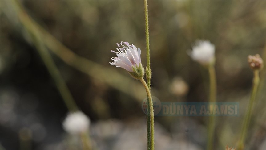 İzmir'de keşfedilen "Efe çenberi" bilim dünyasına kazandırıldı