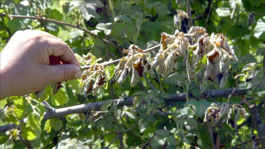 Giresun'da fındık işçisinin günlük yevmiyesi asgari 100 lira olacak