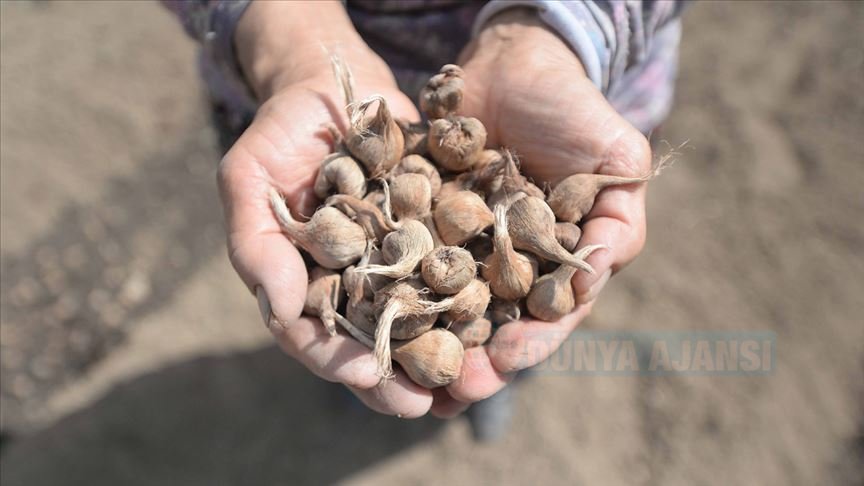 'Mucize bitki' safran toprağa verildi: Hedef 20 kilo